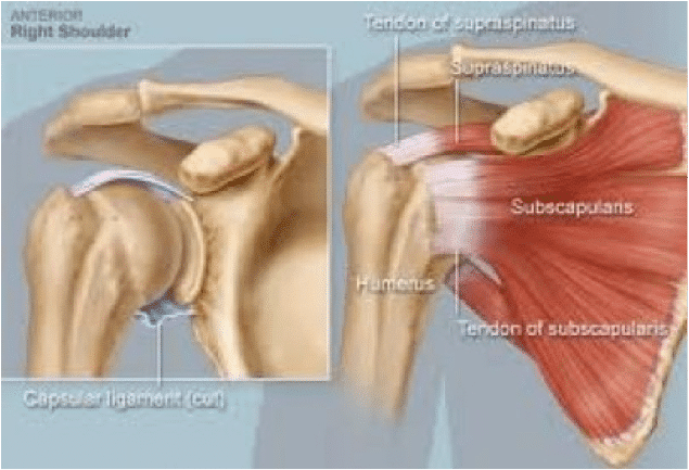 Treatment for Shoulder Injuries – Part 1